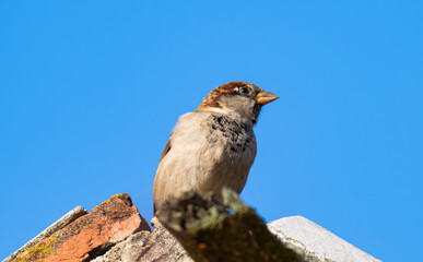photo of a sparrow outdoors