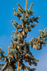 green spruce with cones