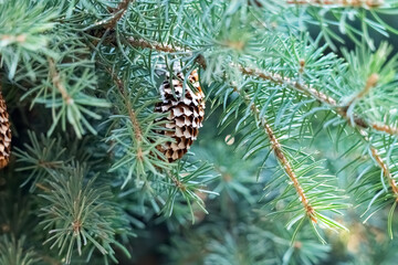 green spruce branches with cones