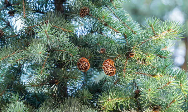 green spruce branches with cones - Powered by Adobe