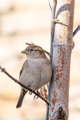 A beautiful close-up photo