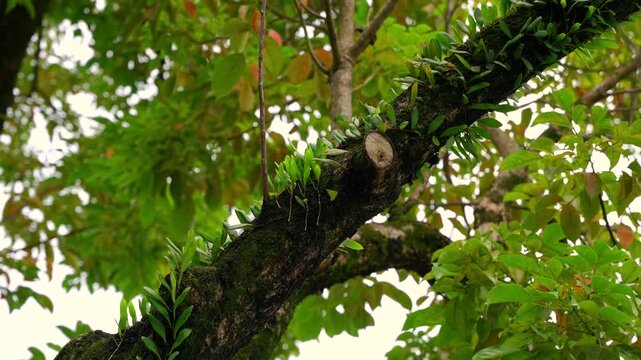 Small green parasitic leaves cover a dark tree branch, set against a bright, blurred forest canopy background.