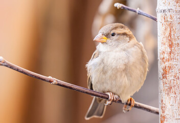 A beautiful close-up photo