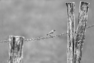 Black Redstart On A Barbed Wire (Phoenicurus Ochruros)