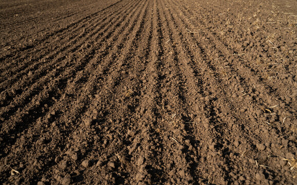 Brown soil with long straight rows, farmland prepared for sowing, textured agricultural background.