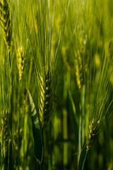 Naklejka premium Closeup of young green barley ears in spring sunlight