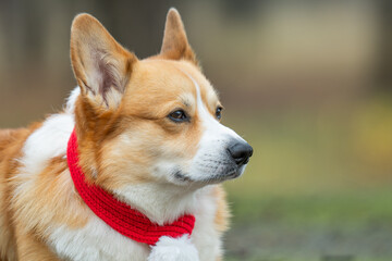 Portrait of a corgi with a winter red scarf