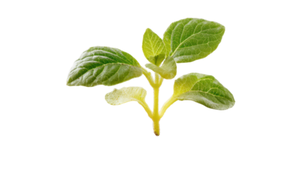 Green sprout with vibrant leaves on a white isolated background.