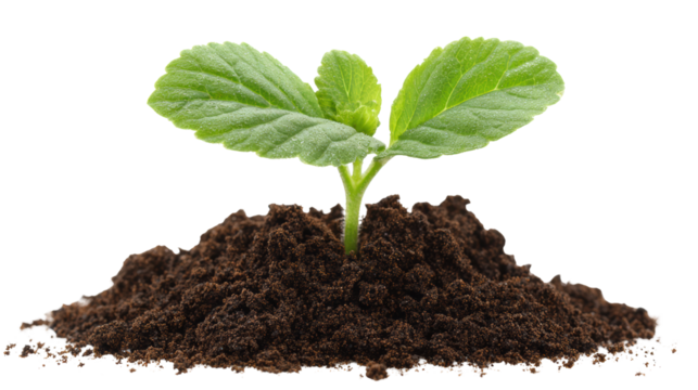 Green seedling sprouting from dark soil, symbolizing growth and renewal.