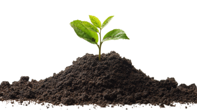 Green sprout emerging from dark soil, symbolizing growth and renewal.