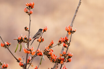 Ein Rotsteißbülbül sitzt auf dem Ast eines Malabar-Lackbaumes im Ranthambhore Nationalpark, Indien