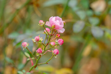 A small pink rose close-up