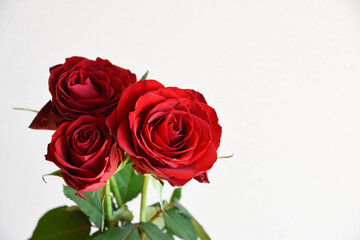 Obraz premium 赤いばら