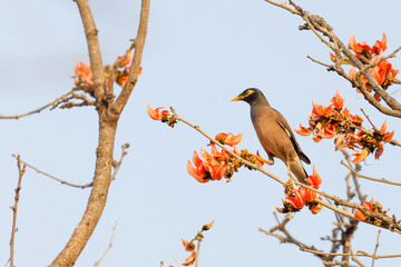 Eine Hirtenmaina sitzt auf dem Ast eines Malabar-Lackbaumes im Ranthambhore Nationalpark, Indien