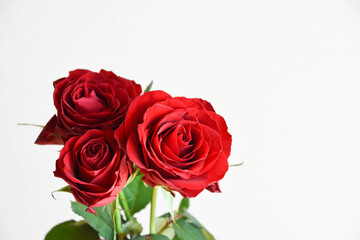 Obraz premium 赤いばら