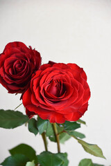 Fototapeta premium 赤い薔薇