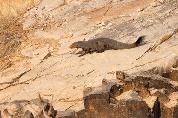 Obraz premium Indische Rotmanguste läuft über einen Felsen
