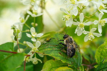 Eastern Carpenter Bee Pollinating White Wildflowers in Shenandoah National Park