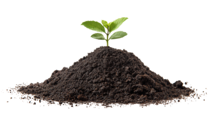 Small green plant sprouting from rich brown soil on a white background.