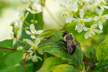 Eastern Carpenter Bee Pollinating White Wildflowers in Shenandoah National Park