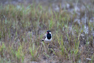 Red-wattled Lapwing in Natural Grass Habitat