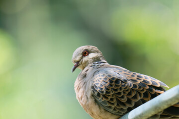 Detailed Side Profile of a Pigeon in Soft Green Bokeh
