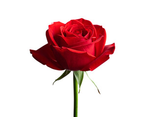 Fototapeta premium “Red Rose with Long Stem, Front View, PNG Isolated” 