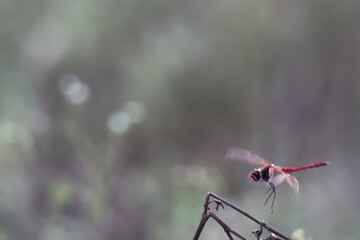 Scarlet Dragonfly in Mid-Flight