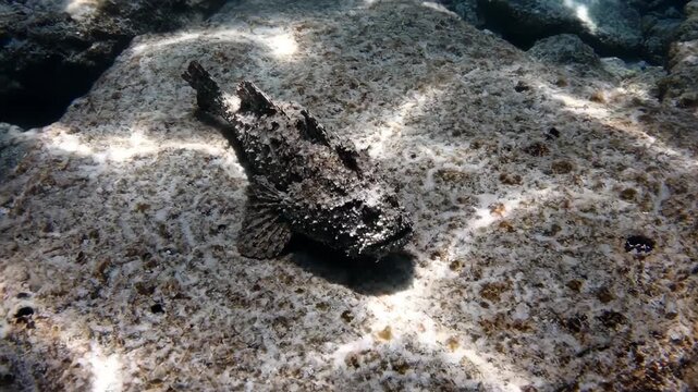 Scorpionfish rests on a rock underwater in natural light.