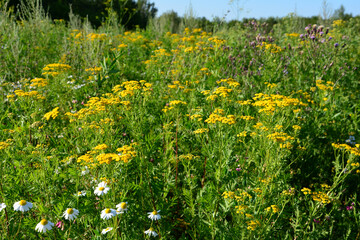 Vibrant Wildflower Meadow in Summer low angle