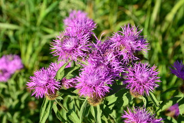 a close up of Purple Thistle Flowers in a Sunny Meadow
