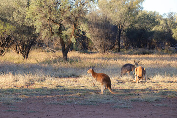 kangaroo in the desert around alice springs in australia
