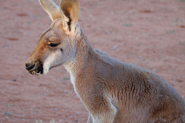 kangaroo in the desert around alice springs in australia