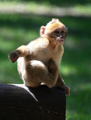 Barbary Macaque Sitting on a Trunk