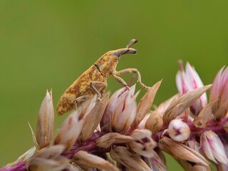 weevil and flower 