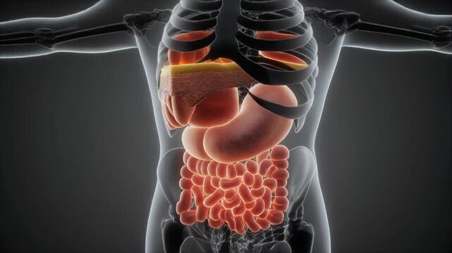 Medical Animation Zooming Through Human Skin Layers Revealing Epidermis Dermis And Subcutaneous Tissue Detailed Anatomical Structure With Glowing Highlights