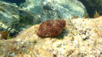 Southern oyster drill or Redmouthed rocksnail (Stramonita haemastoma) undersea, Ligurian Sea, Italy, Imperia