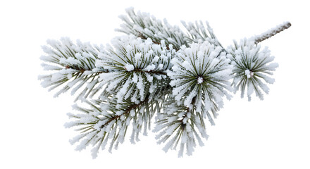 Closeup of a beautiful pine tree branch heavily coated with white frost and snow, perfect for winter holiday and nature themes, isolated on transparent background