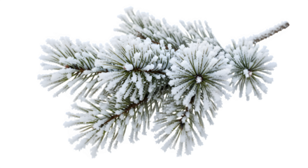 Closeup of a beautiful pine tree branch heavily coated with white frost and snow, perfect for winter holiday and nature themes, isolated on transparent background