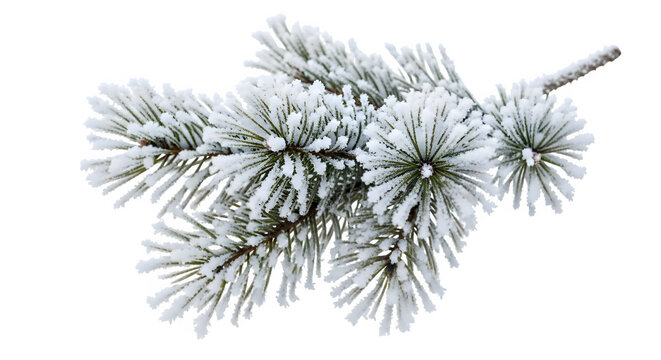 Closeup of a beautiful pine tree branch heavily coated with white frost and snow, perfect for winter holiday and nature themes, isolated on transparent background