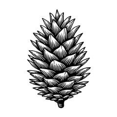 Pine cone illustration with natural texture and detailed lines. Concept of winter nature and rustic Christmas decor - forest element - holiday detail