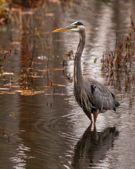 A great blue heron hunting for food in a pond