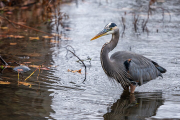 A great blue heron hunting for food in a pond