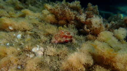 Southern oyster drill or Redmouthed rocksnail (Stramonita haemastoma) undersea, Ligurian Sea, Italy, Imperia