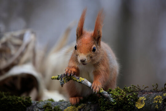 Eurasische Eichh&ouml;rnchen (Sciurus vulgaris) 