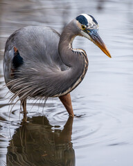 A great blue heron hunting for food in a pond