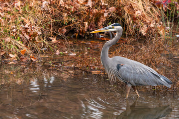A great blue heron hunting for food in a pond