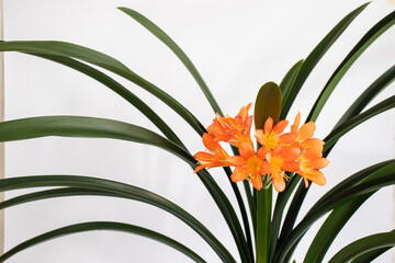Clivia house plant with orange flowers. Closeup.