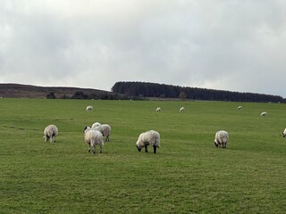 A peaceful green field stretches under a bright sky, dotted with gentle sheep grazing quietly, their soft wool catching the warm sunlight in a serene, pastoral scene under calm winds today. 