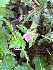 Geranium Endressii, a small perennial, features delicate pink flowers with finely cut leaves. It's often found in woodland areas and offers vibrant colour throughout spring and summer,.